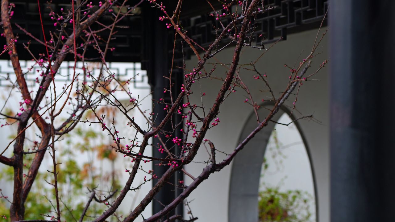 桃花