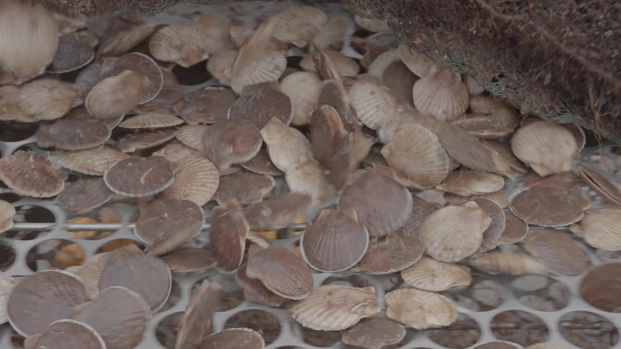 渔民扇贝分拣作业