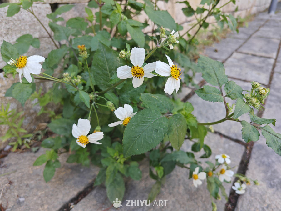 路边盛开白色小野花2