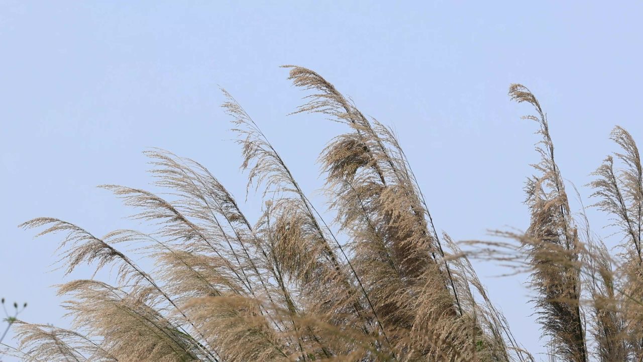 风吹蒲草景观 5