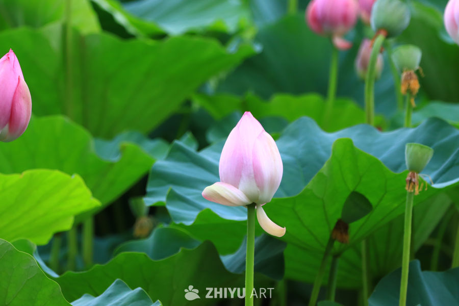 盛夏荷花 266