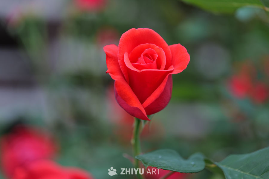 月季花 5