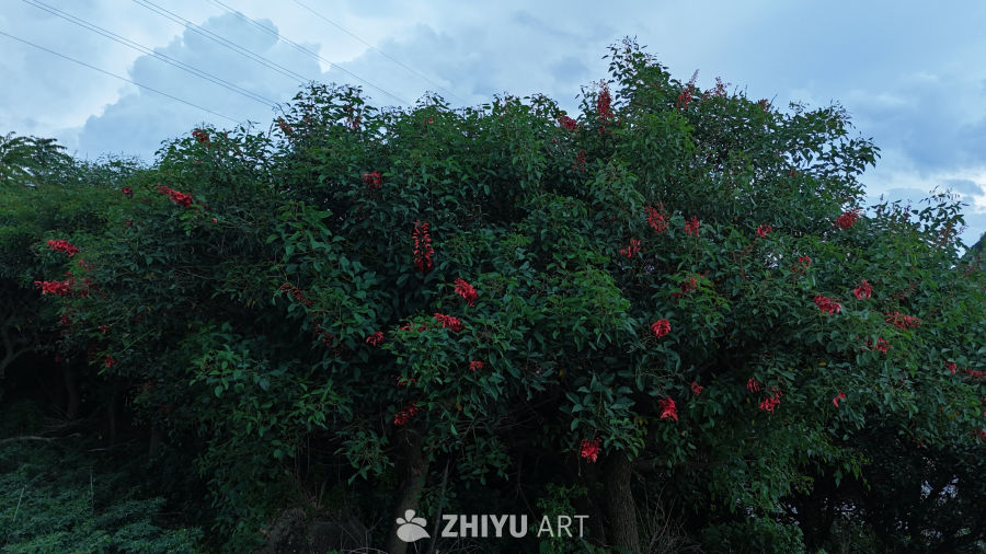 红花绿叶映蓝天