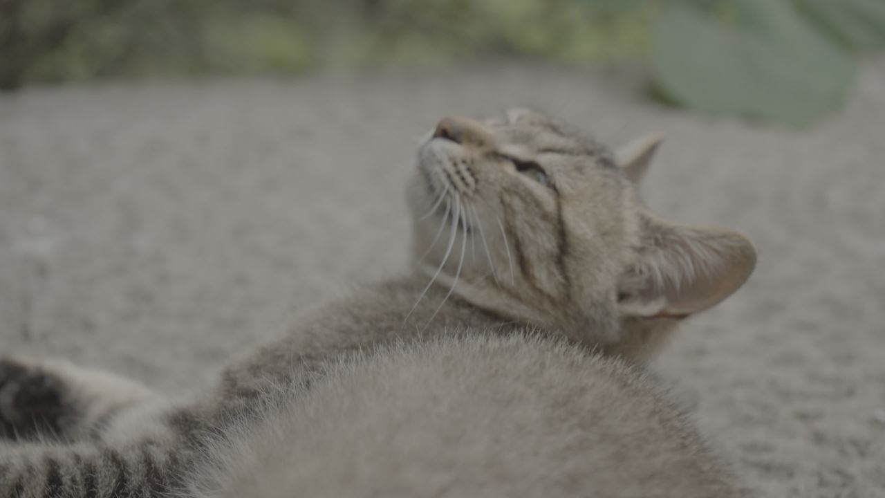 猫咪 5