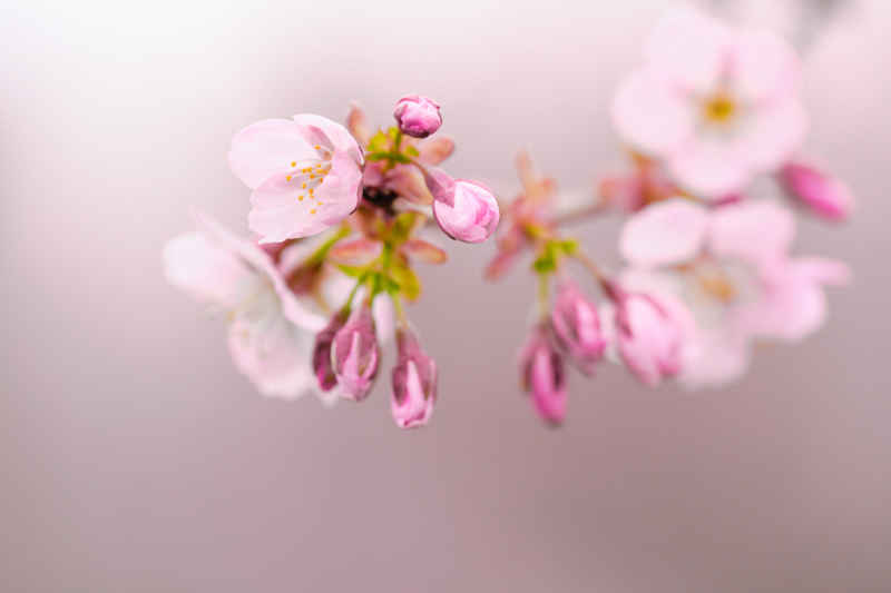 樱花季 40