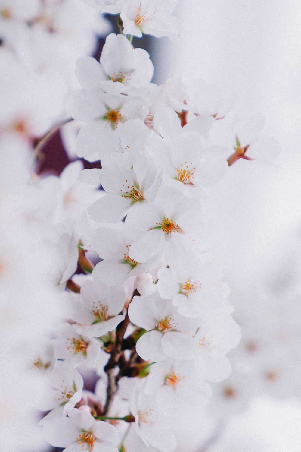樱花季