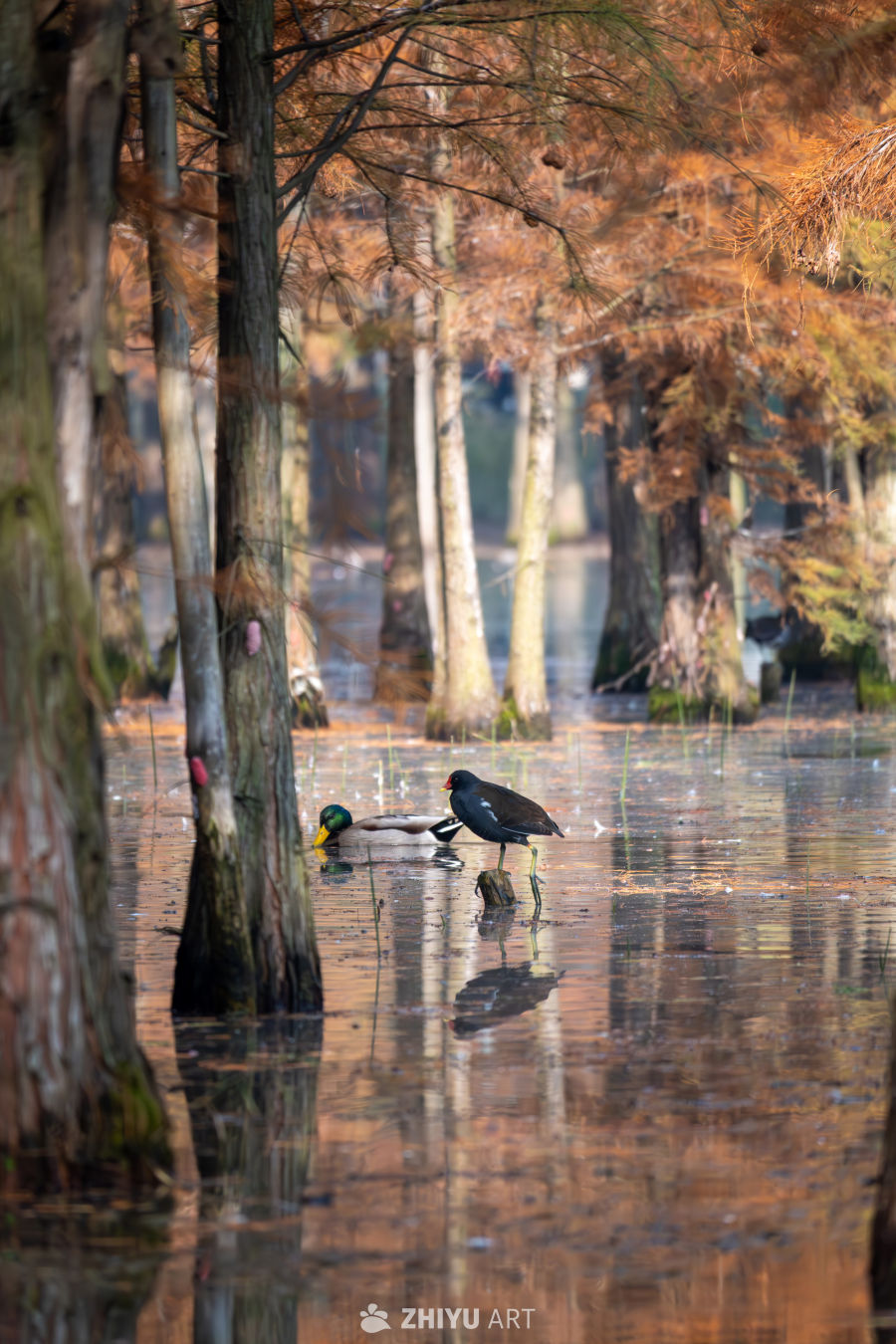 秋季的黑水鸡和绿头鸭站在树桩上