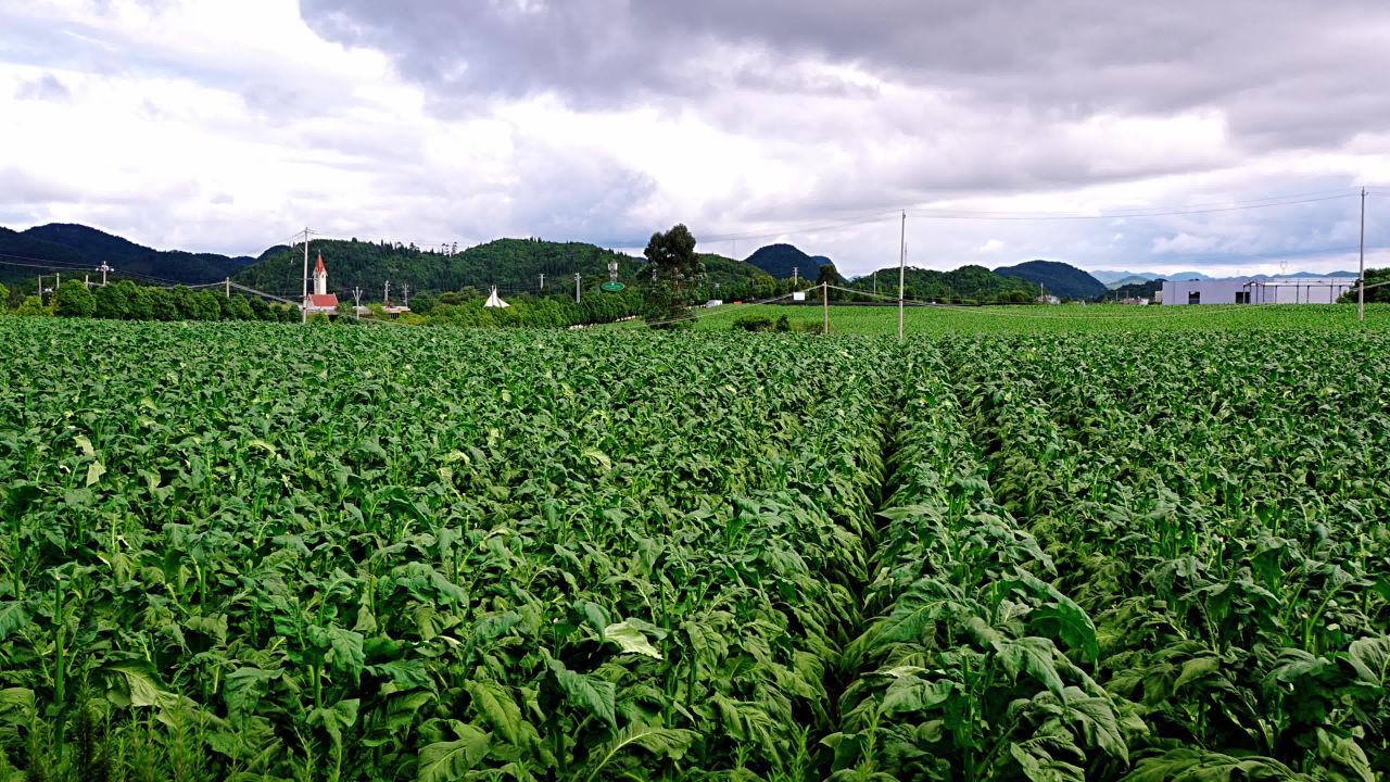 田野间的宁静时光