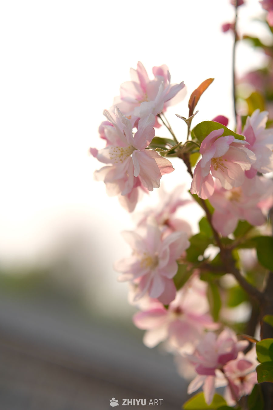 春天海棠花 85