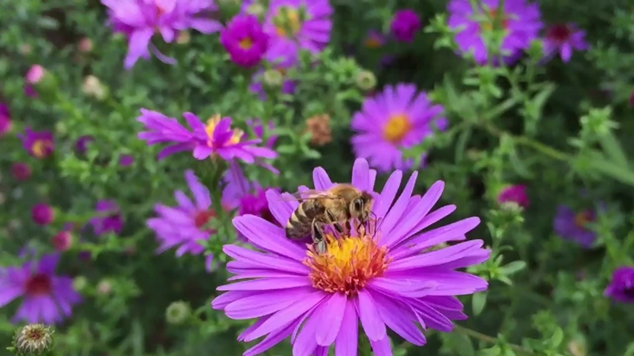 蜜蜂花蜜花粉开花