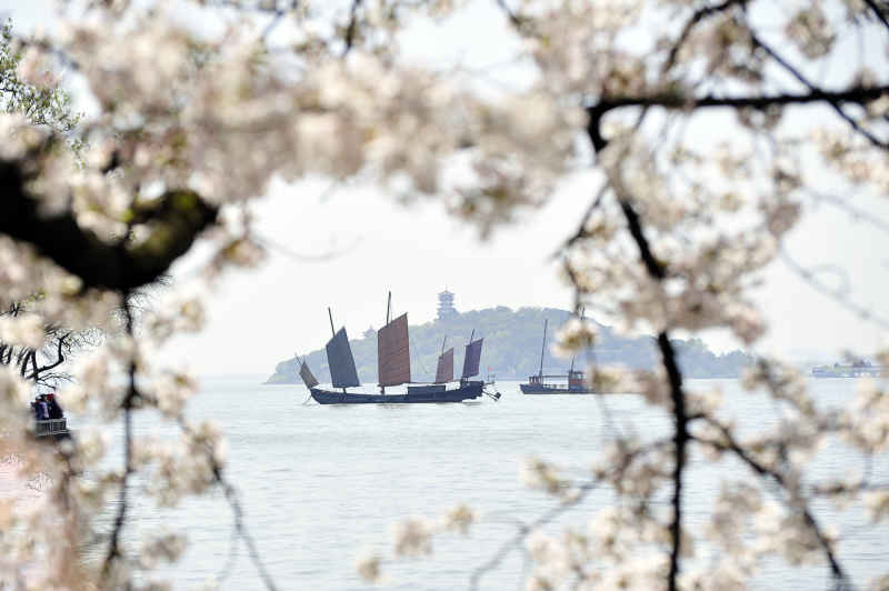 太湖樱花帆船