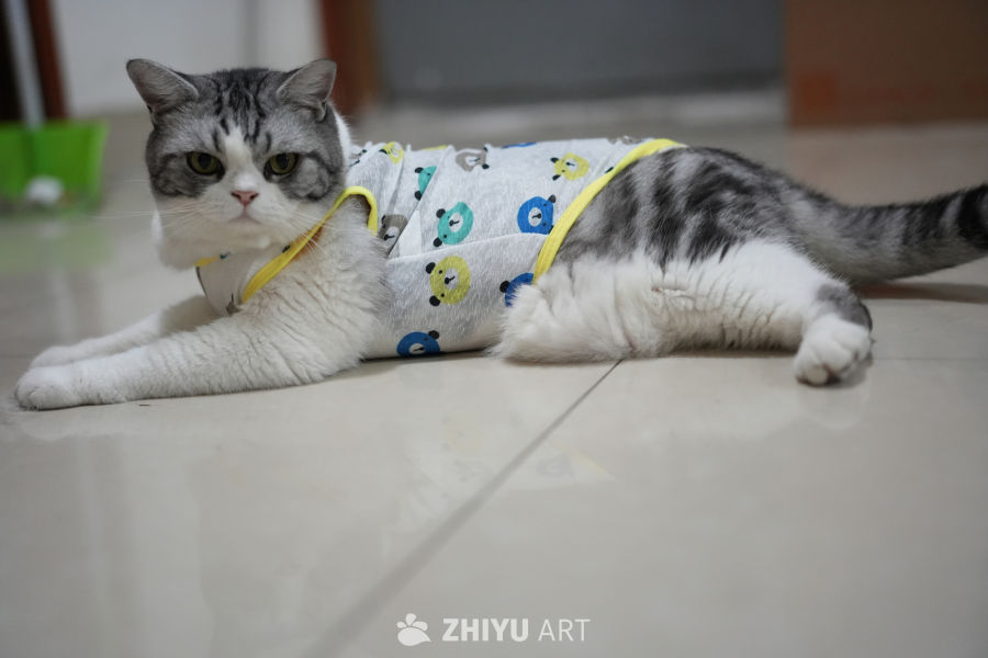 猫咪 19