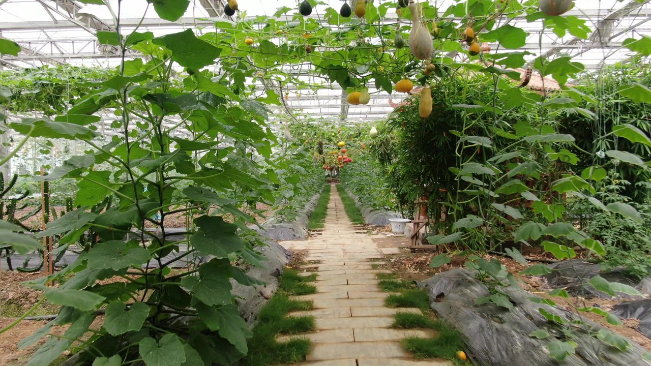大棚有机蔬菜农业种植 