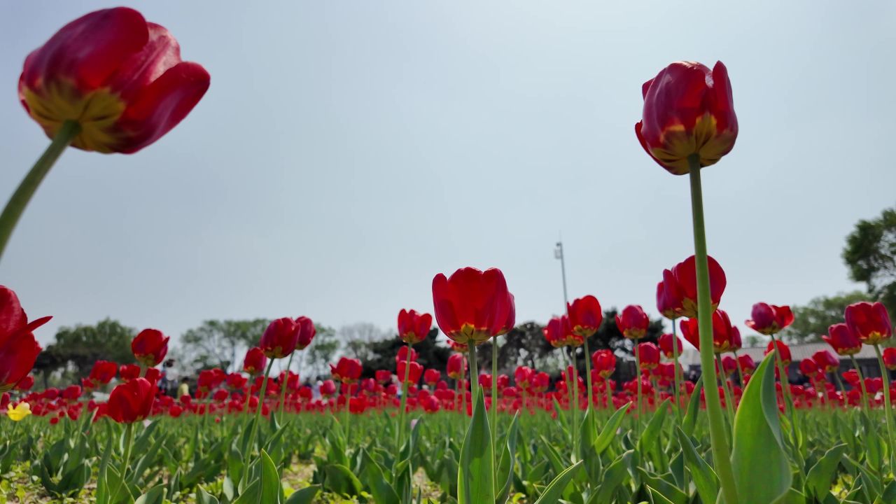 花海 郁金香 9