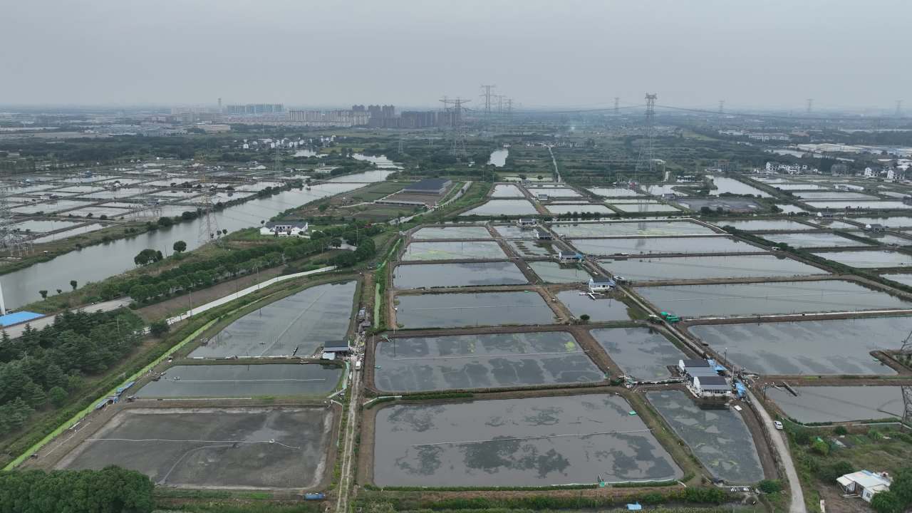航拍大闸蟹养殖塘