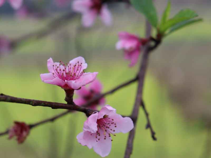 春色桃花相映开 13