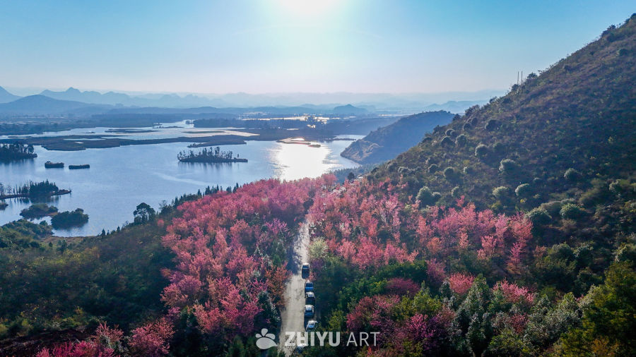 樱花湖畔的宁静时光