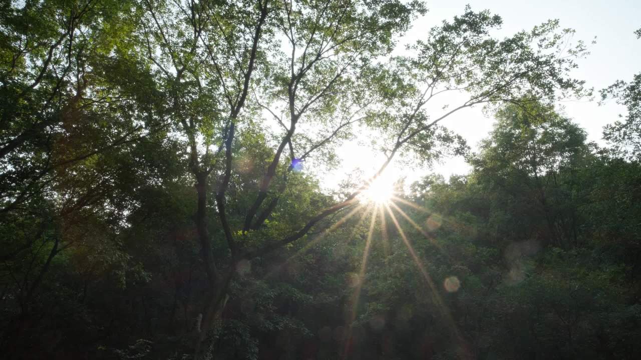树木树叶阳光星芒逆光刺眼 24