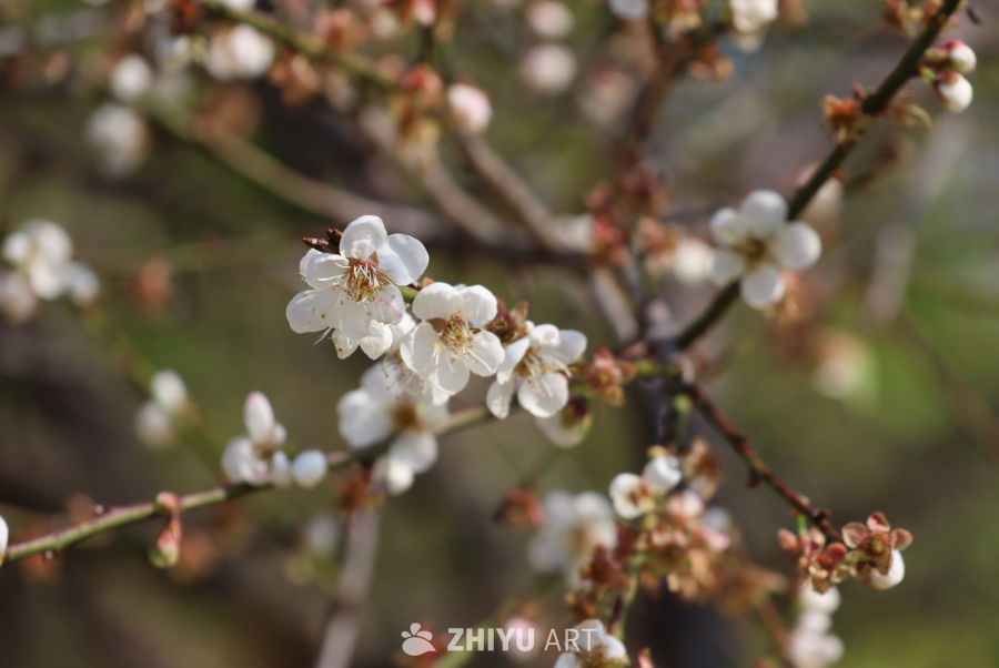 晴天梅花 1