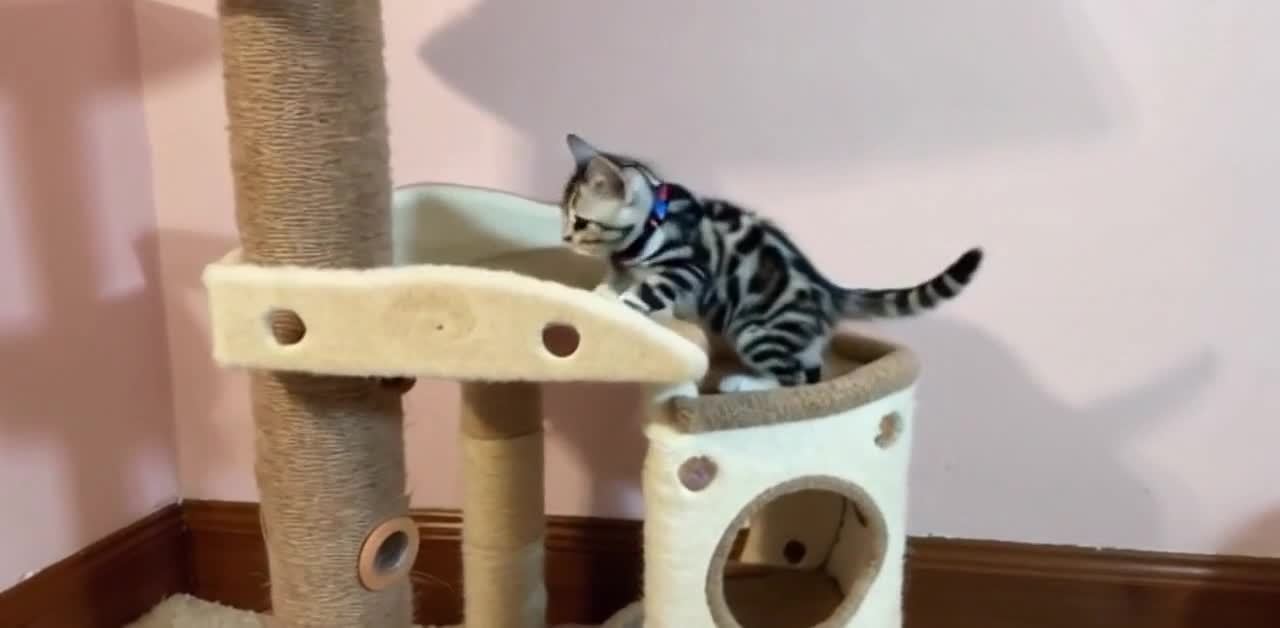 小猫咪攀爬猫爬架，墙壁粉色木地板。