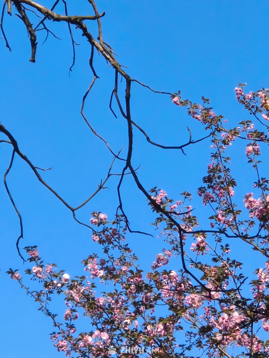 樱花