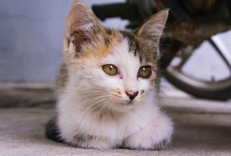 一只小猫
