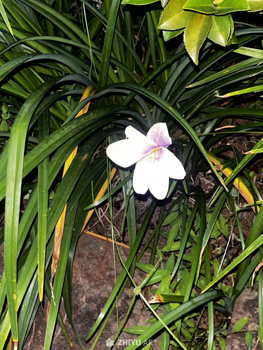 夜色中的白花