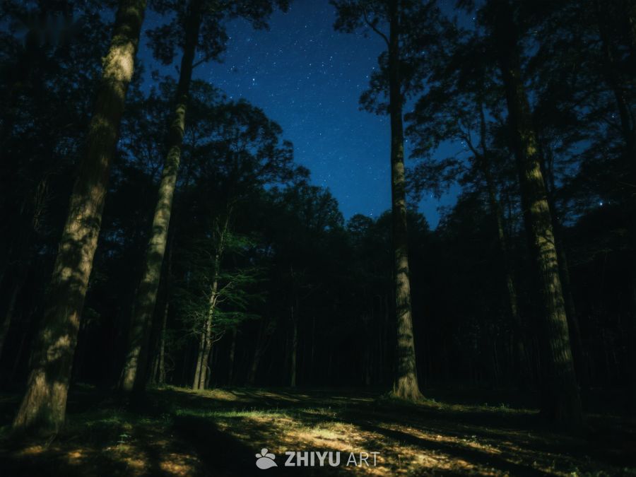 夜幕下的森林 500