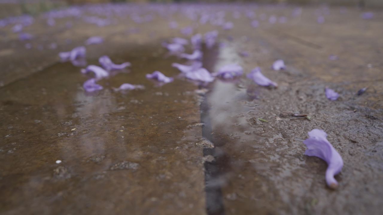 雨后花瓣