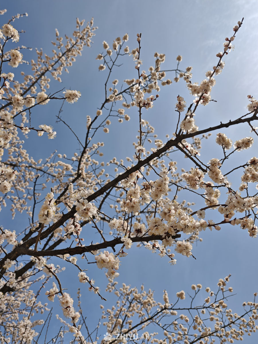 花 4