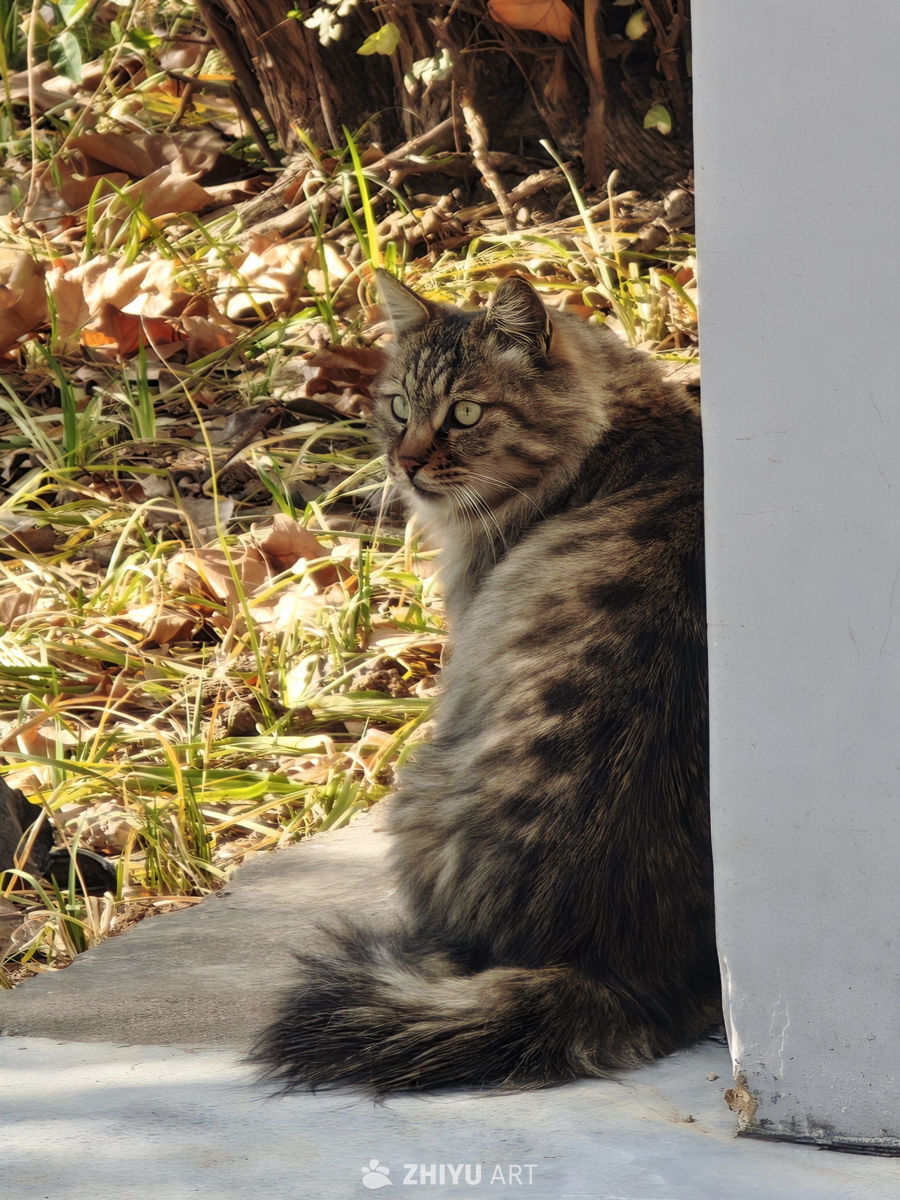 阳光下的猫咪静思图
