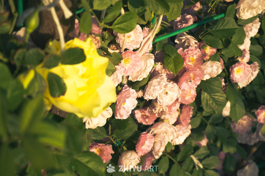 色彩斑斓的玫瑰花丛