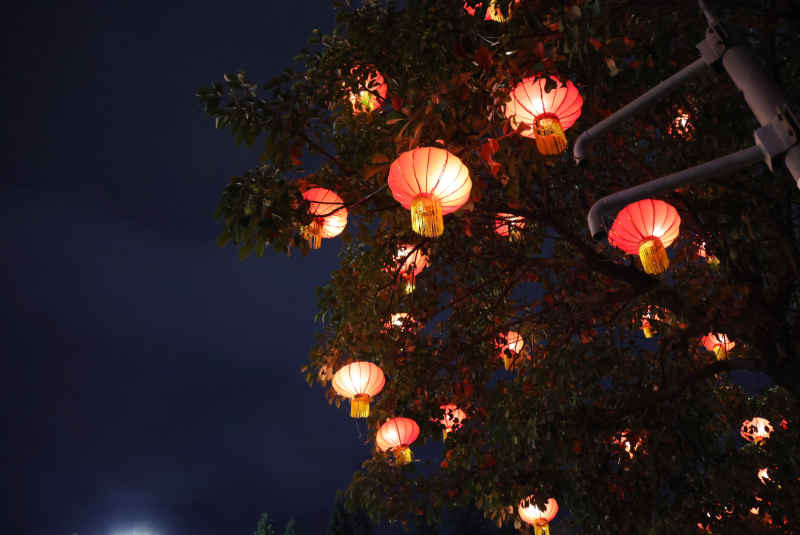 树上迎春红灯笼夜景