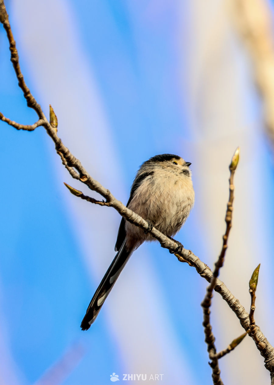 春日枝头的小鸟
