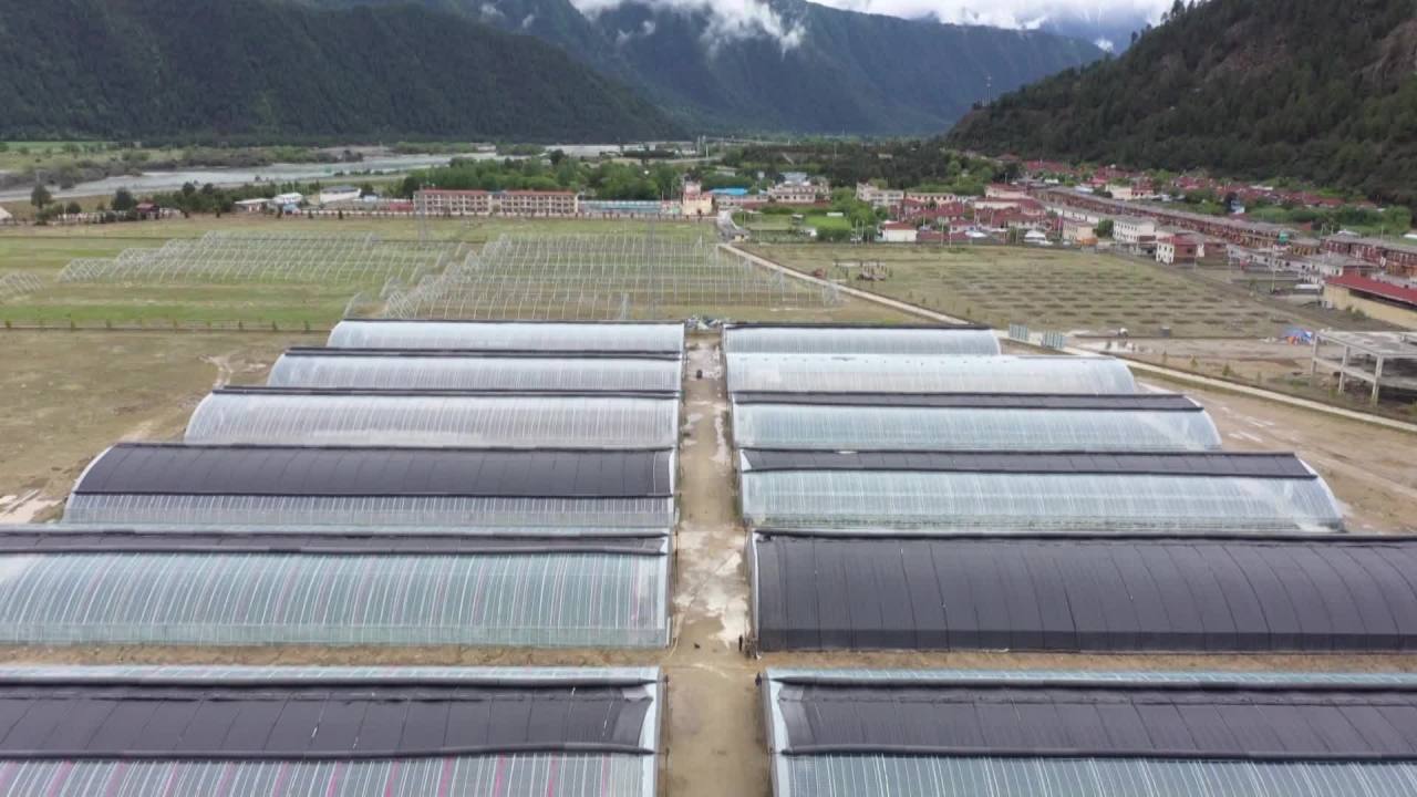 大棚蔬菜
