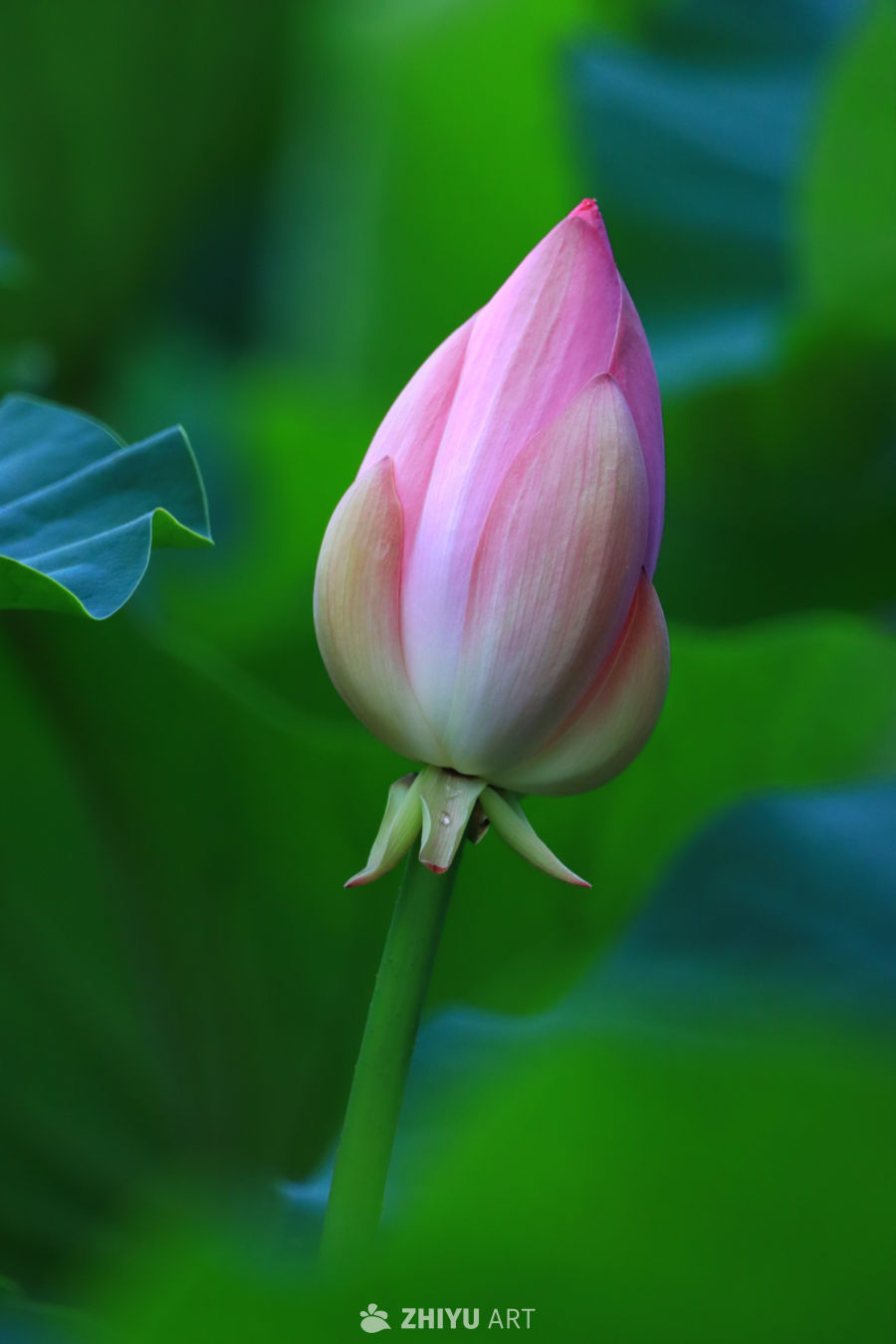 盛夏荷花 261