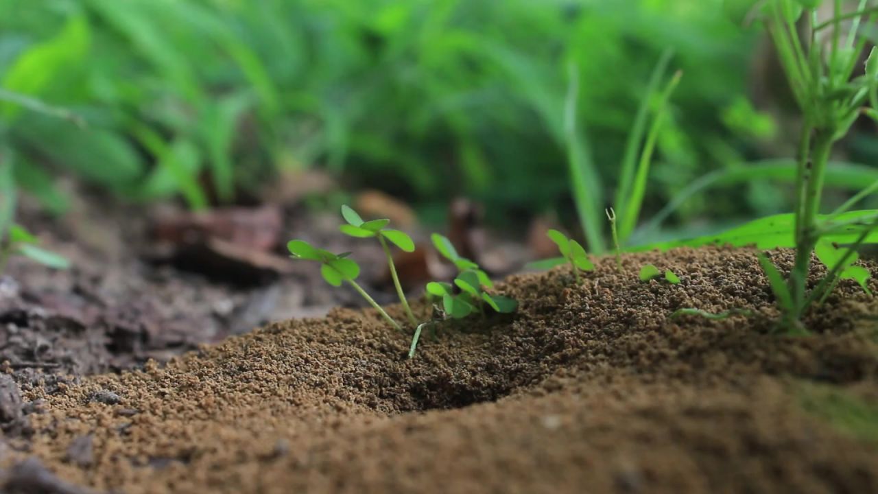蚂蚁植物自然夏天