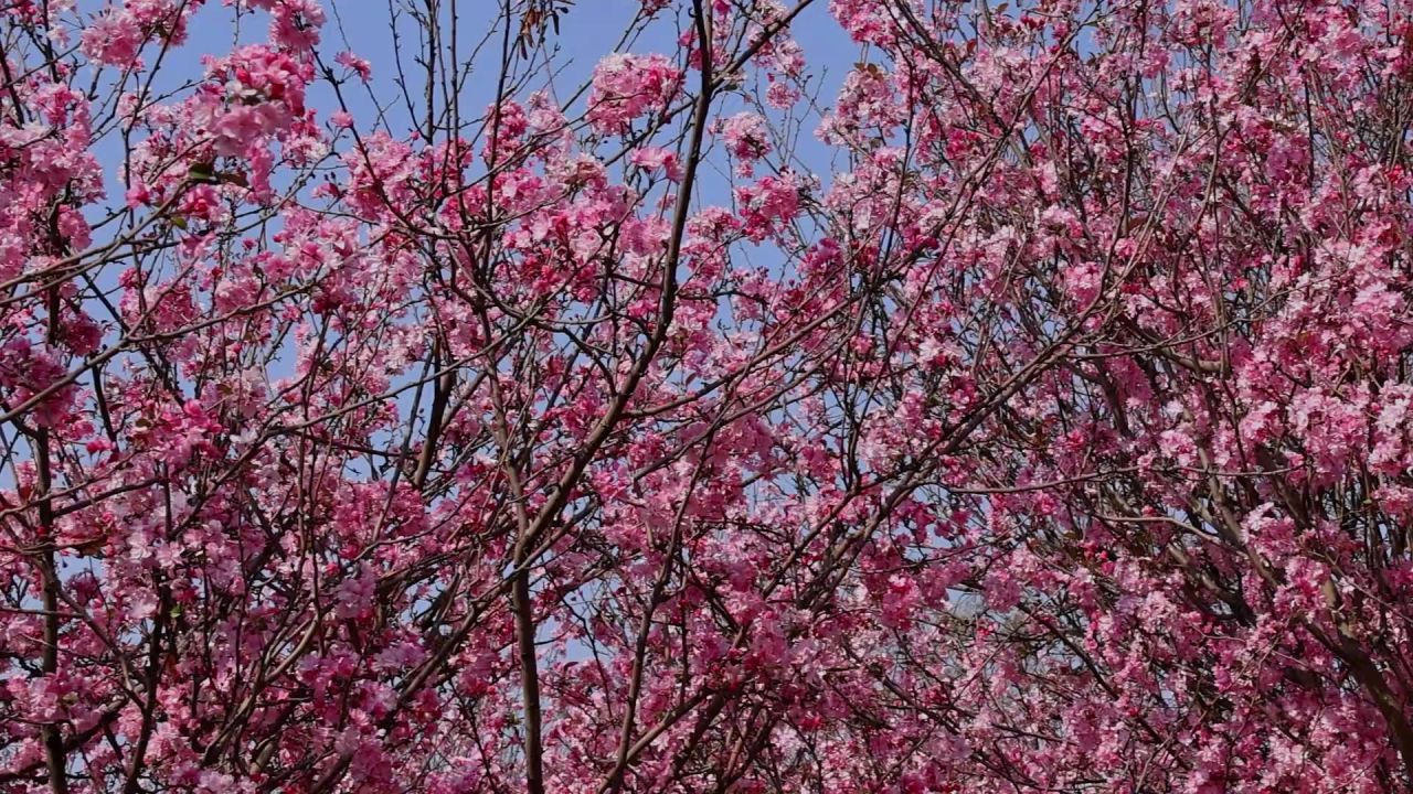 春天盛开的海棠花 8