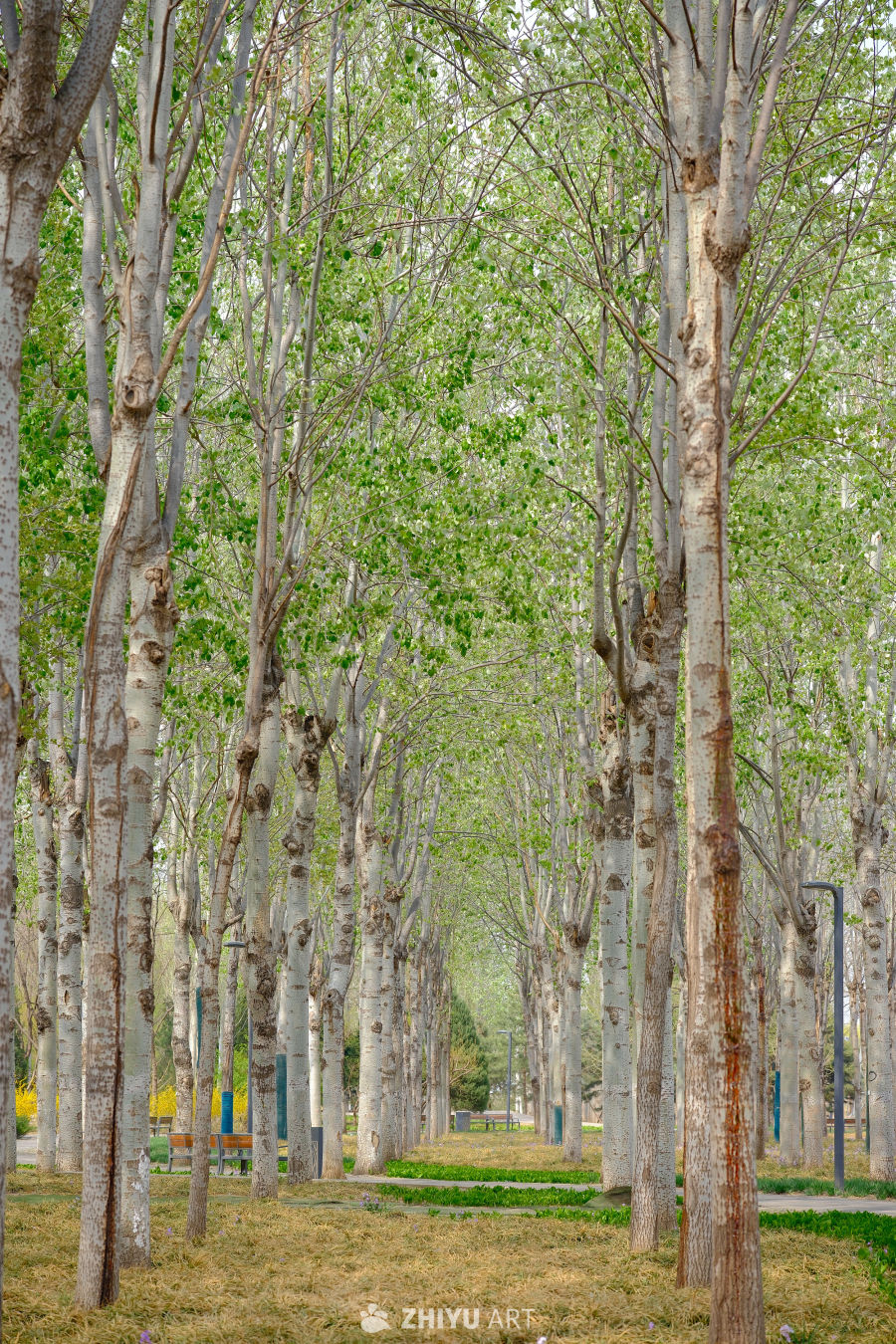 白杨树