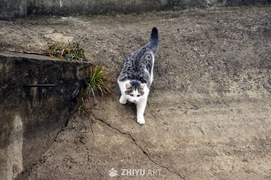 街头的猫