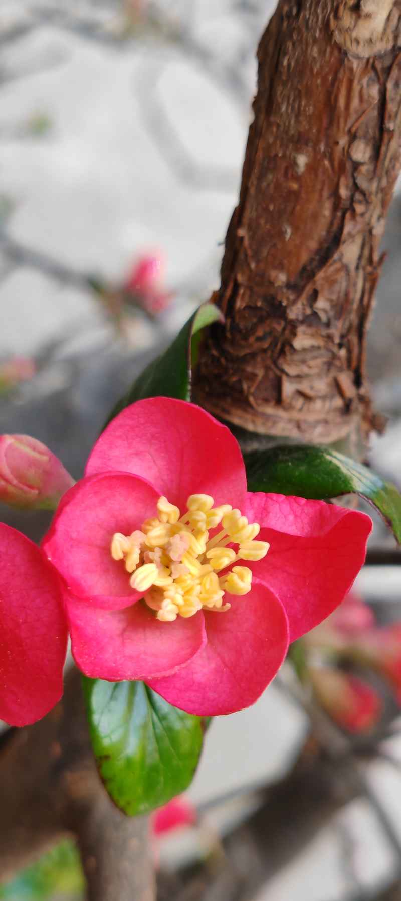 花开红艳艳