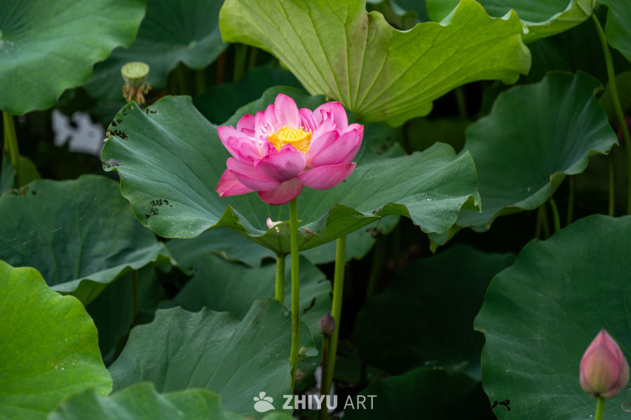 荷花 47