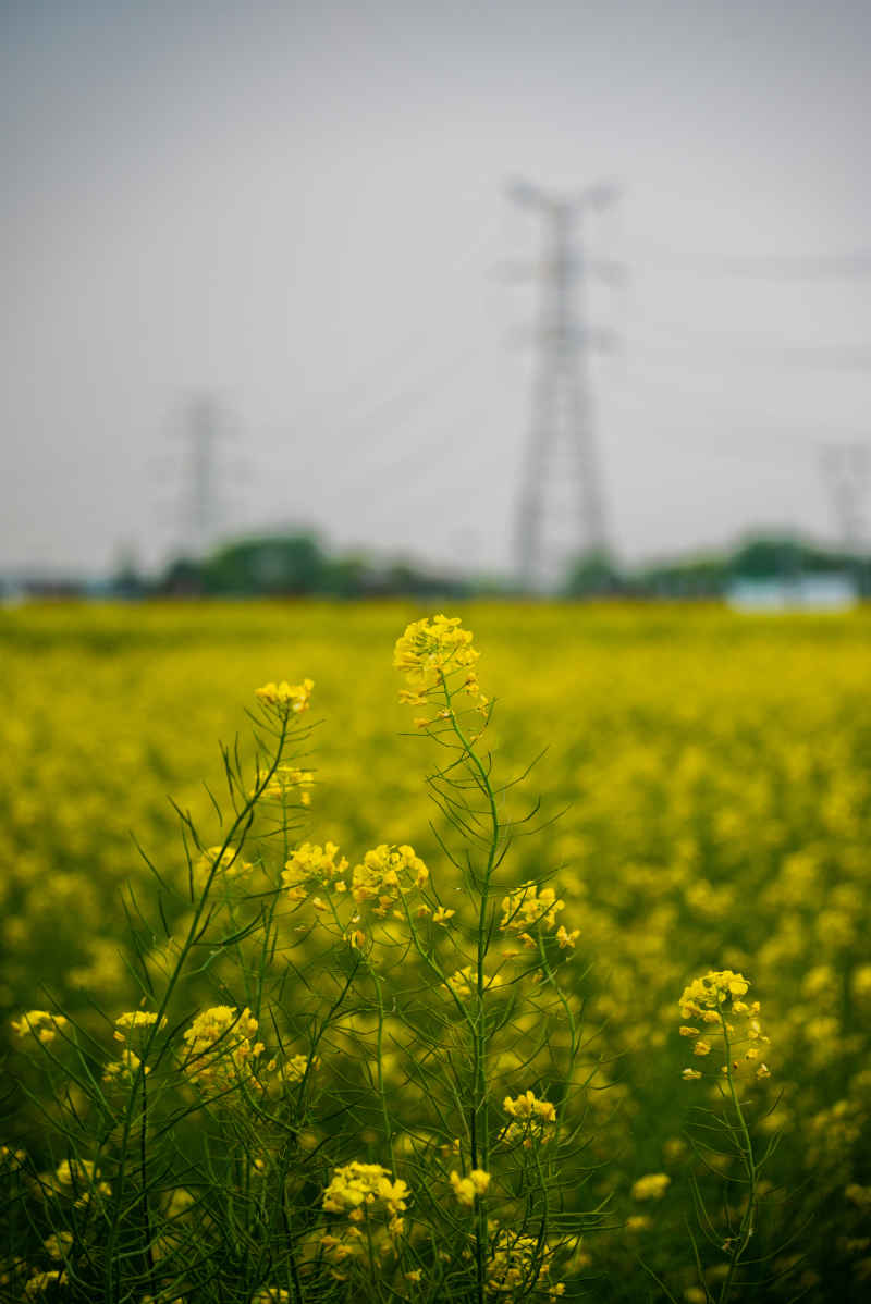 油菜花