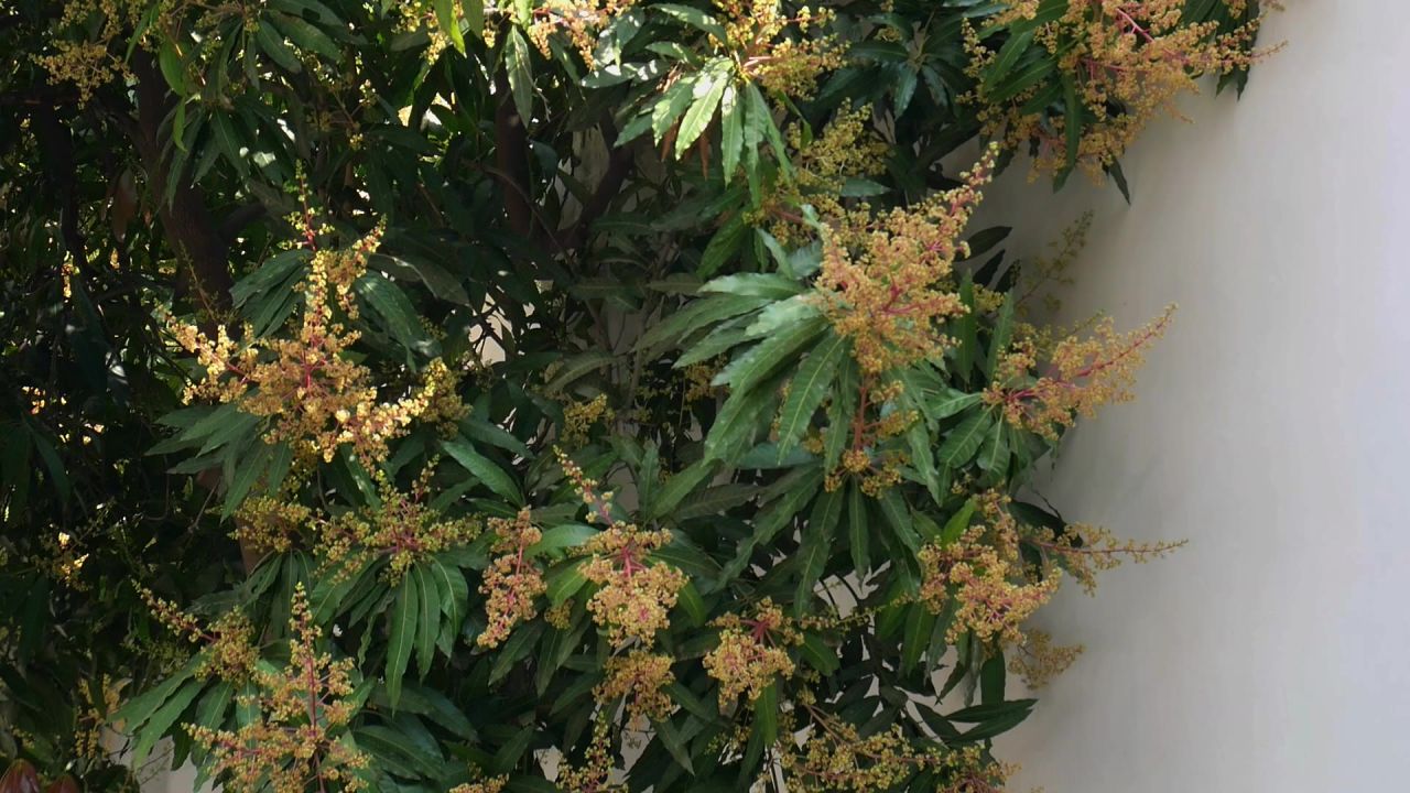 芒果花间鸟嬉戏2