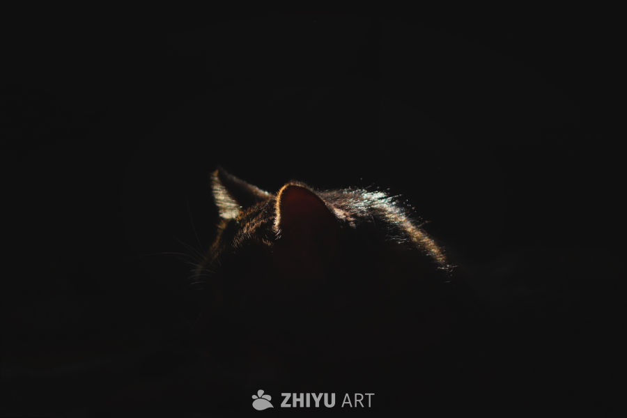 狸花猫光影