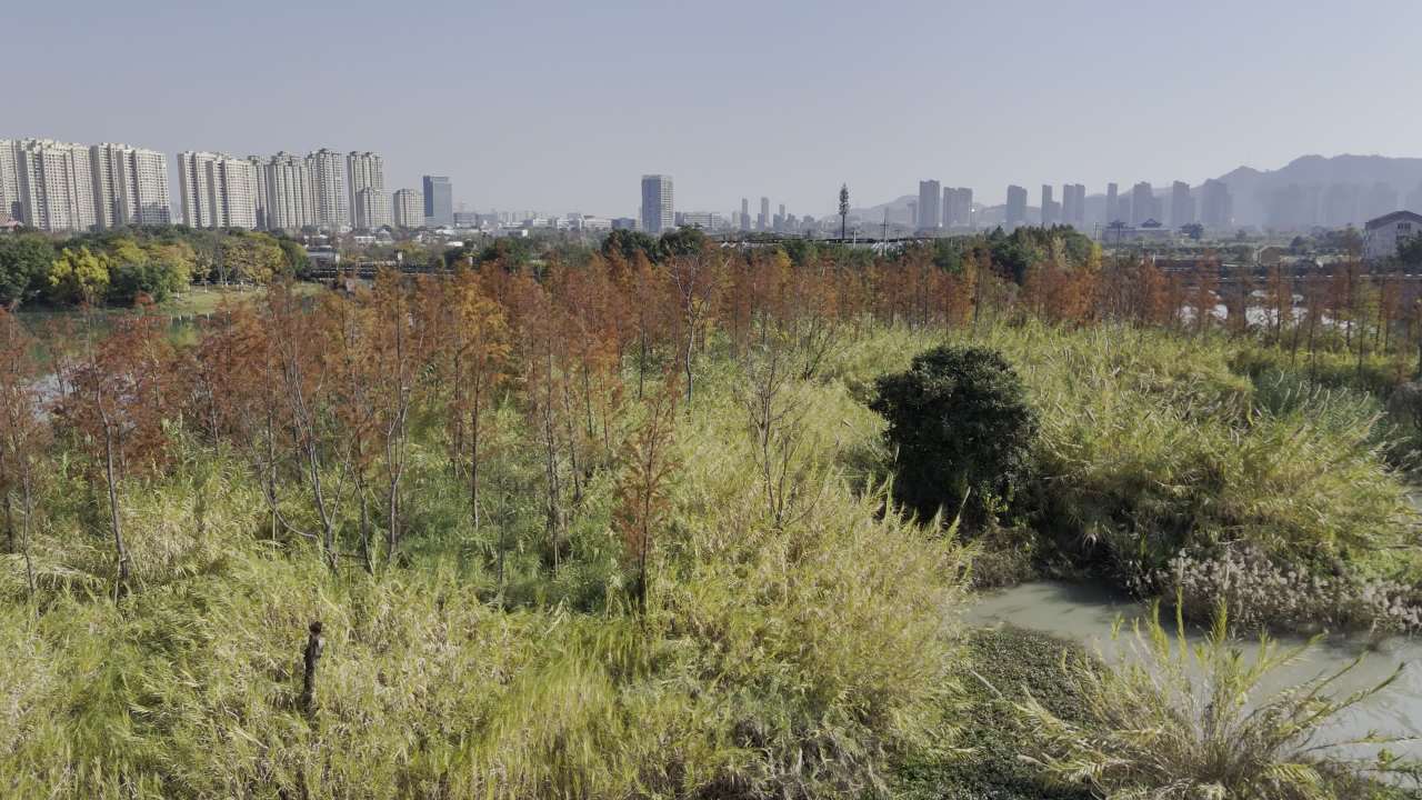 湿地红杉 2