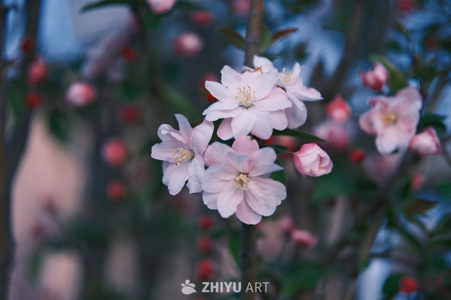 春天海棠花 5