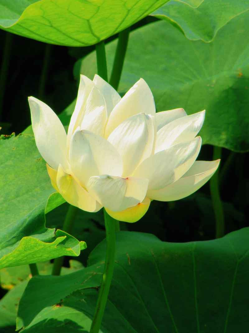 “水中君子”——荷花 12