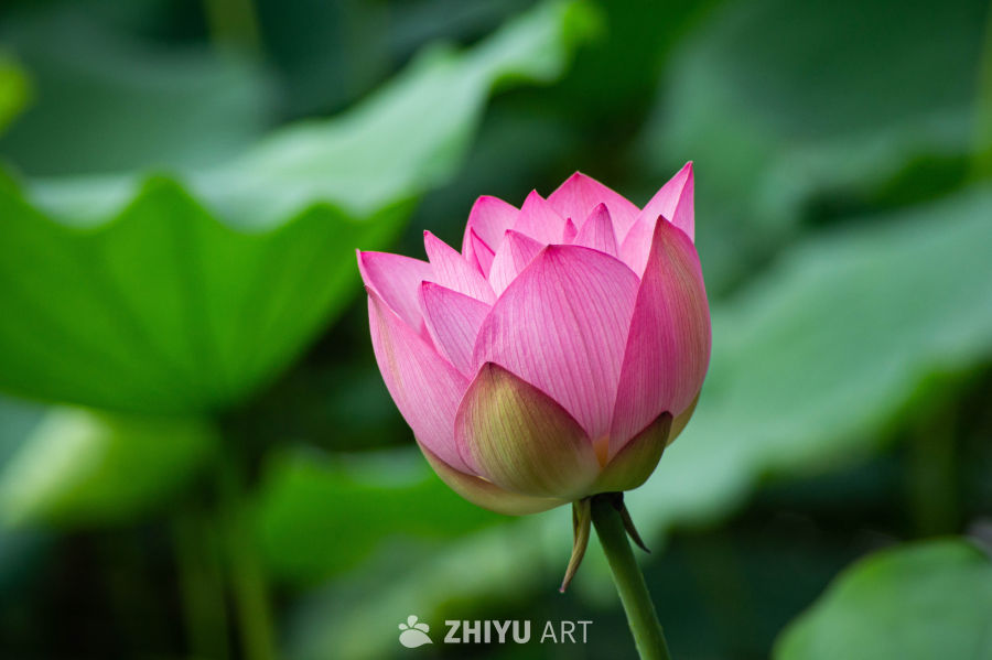 荷花 13