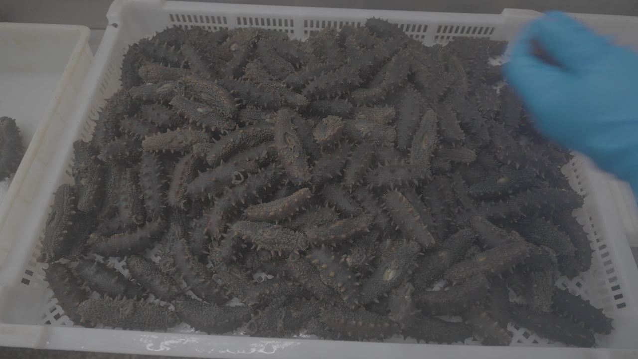海参处理与清洗操作展示